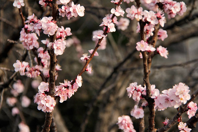 Pessegueiro na avenida Bulevar