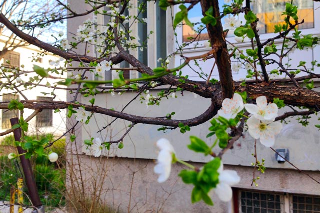 Pessegueiro na avenida Bulevar